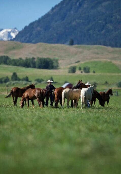 Yearling-Colts-distant-w-gabe-TR-print-3754-1024x682